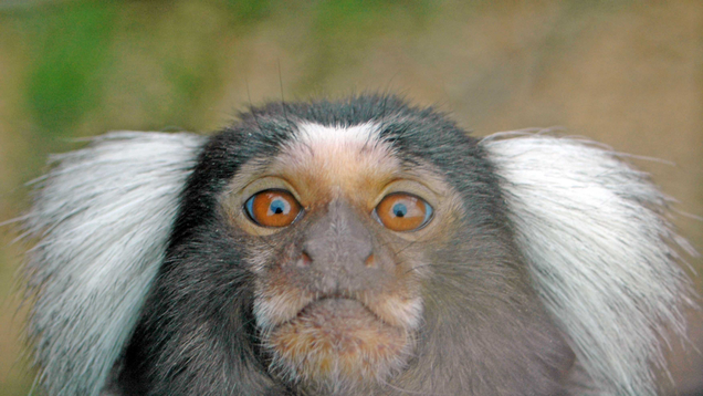 Illustration for article titled A Small Cocktail Hour Will Be Held At The Conclusion Of This List Of Adorable Marmosets